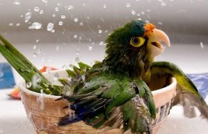 попугай принимает водные процедуры