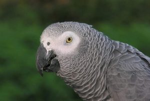 Жако