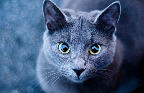 Голубая русская кошка
