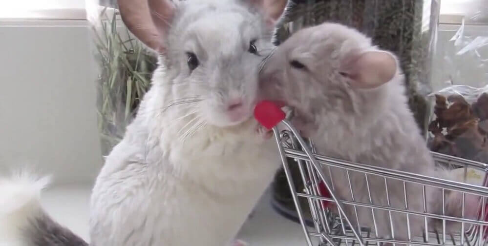 Понимание потребностей самых популярных домашних грызунов