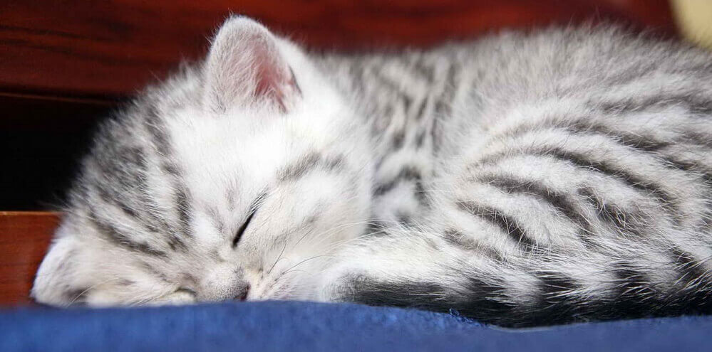 Болезни кошек: симптомы, на что нужно обратить внимание