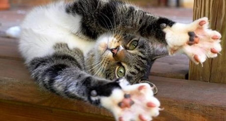 18 интересных фактов о кошках, которые вы еще не читали