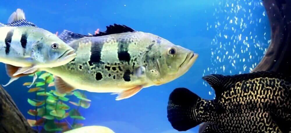 Аквариумные рыбки: уход и содержание