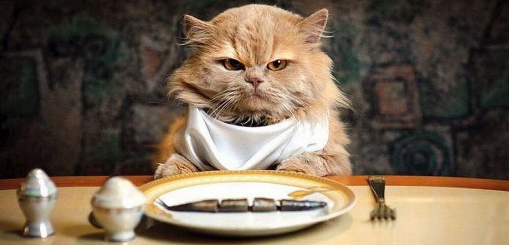 Правильное питание кошек: консервы и натуральные корма