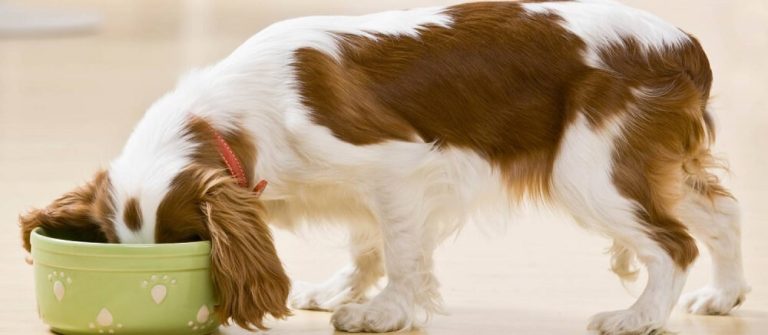 Кормление собак: как составить график питания в зависимости от возраста и энергетических затрат