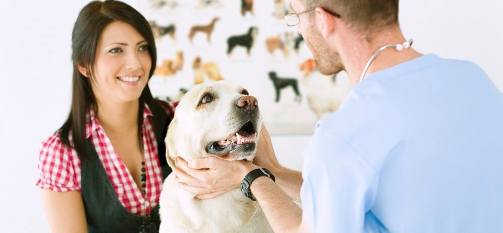 Содержание собак в домашних условиях: основные правила
