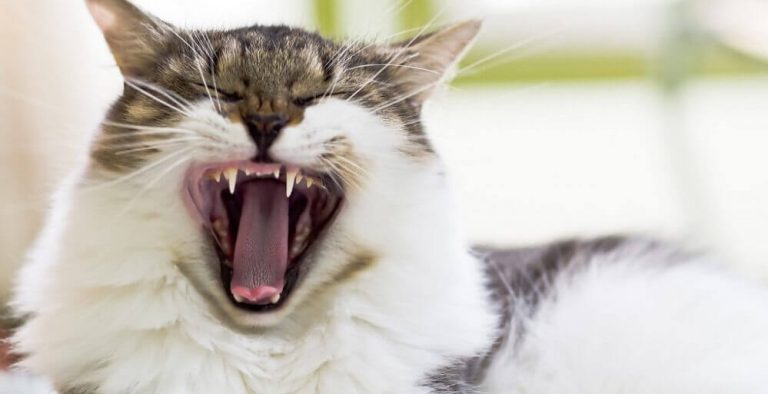 Содержание кошек: учимся основам ухода за питомцами