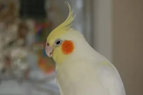 Корелла