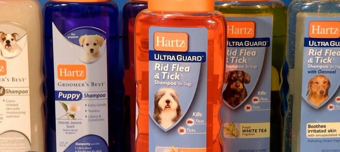 Как вывести блох у собаки: 5 популярных методов