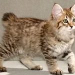 котенок американского боба