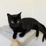 Котенок бомбейской