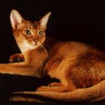 Абиссинская кошка