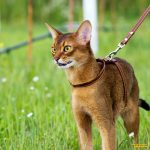 Абиссинская на прогулке