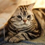 Американская короткошерстная - домашняя кошка