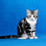 Американская короткошерстная - котенок породы