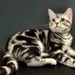 Американская короткошерстная на выставке