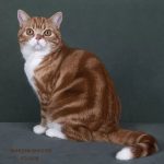 Американская короткошерстная - рыжий окрас