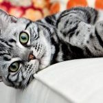 Американская короткошерстная - серый окрас