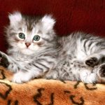 Американский керл - котята