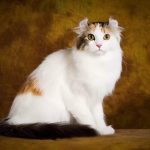 Американский керл с завитыми ушами