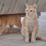 Аравийский мау - уход