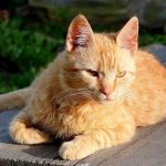 Бразильская короткошёрстная - дружелюбная порода