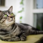 Бразильская короткошёрстная - особенности породы