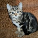 Бразильская короткошёрстная - уход