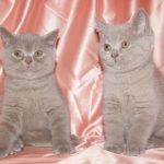 Британская короткошёрстная кошка содержание