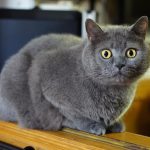 Британская короткошёрстная кошка - уход