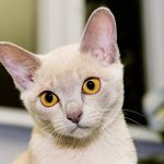 Бурманская кошка - кремовый окрас