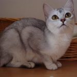 Бурмилла короткошерстная - красивая порода
