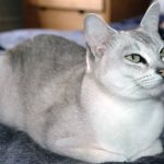 Бурмилла короткошерстная - особенности породы