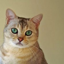 Бурмилла короткошерстная - похожа на пуму
