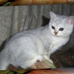 Бурмилла короткошерстная - спокойная порода