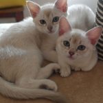 Бурмилла короткошерстная - уход