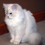 Бурмилла - описание породы