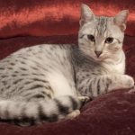 Египетский мау- кошка-компаньон