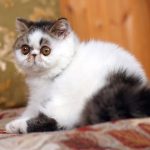 Экзотическая короткошерстная кошка - милая порода