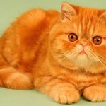 Экзотическая короткошерстная кошка - содержание