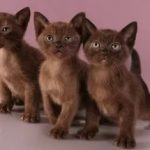 Европейская бурманская кошка - кошка монахов