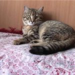 Калифорнийская сияющая - особенности породы