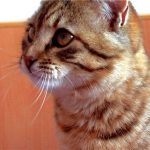 Калифорнийская сияющая - уход