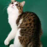Карельский бобтейл длинношерстный - особенности породы