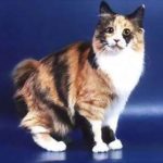 Карельский бобтейл длинношерстный - содержание