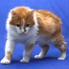 Карельский бобтейл короткошерстный - описание породы