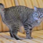 Карельский бобтейл короткошерстный - особенности породы