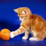 Карельский бобтейл короткошерстный - уход