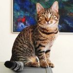 Кельтская кошка - хороший охотник