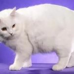 Кимрик - уход